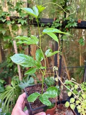Echte Maracuja (Passionsblume, Passionsfrucht), für In- und Outdoor