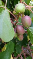 HARDY KIWI, Actinidia Arguta-