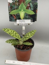 Paphiopedilum sukhakulii alba