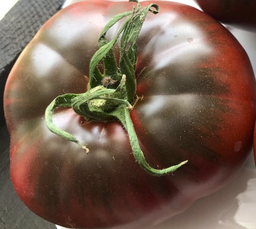 Tomatensamen russische tomate - tomatensamen,