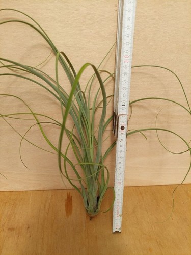 Tillandsia balbisiana