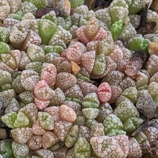Titanopsis calcarea Samen, Lithops Samen, Lebender Steine Samen, Sukkulenten