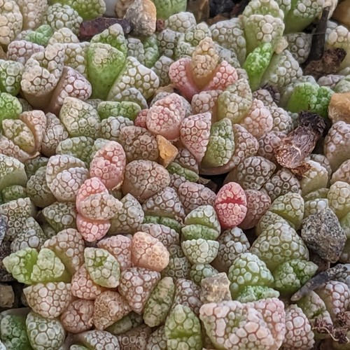 Titanopsis calcarea samen - titanopsis,