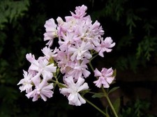 SAMEN Duftpflanzen blühende duftende Pflanzen Wintergarten Wohnung SEIFEN-BLUME