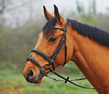 Busse reithalfter - busse, ho