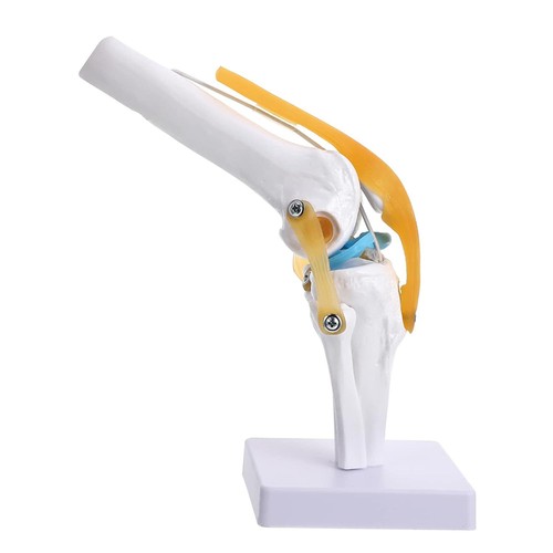 Anatomie kniegelenk modell - anatomie,