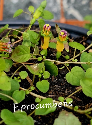Fuchsia procumbens kriechende
