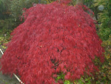 Ahorn palmatum Garnet -