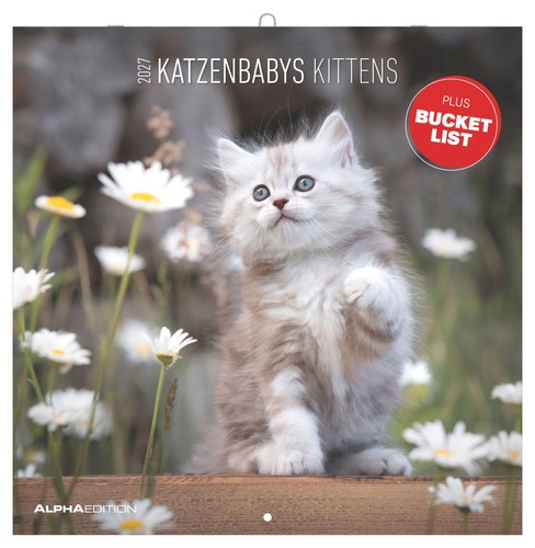 Katzenbabys 2027 neumann - katzenbabys,