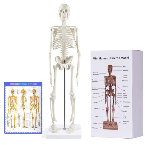 Menschliches skelettmodell - menschliches, 45