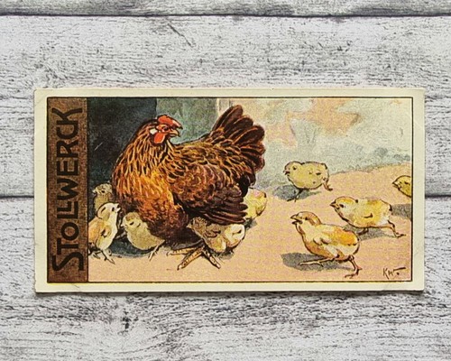 Glucke kücken huhn - 469, wagner