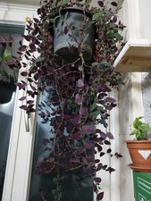 Trandescandia mehrfarbig  2