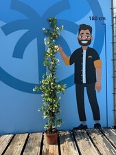 Toskanischen Jasmin -