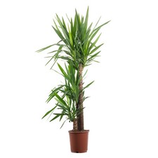 Palmlilie 3-stämmig - Yucca