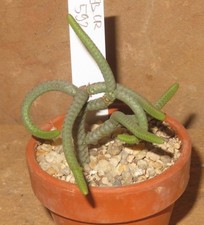 Crassula lycopodioides cv Medusa Snake EB-EC592-T5 Culture Plants Sukkulente