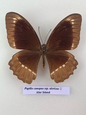Entomologie*Papilio canopus ssp. aloricus*female