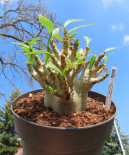 Adenium obesum Wüstenrose