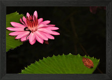 Gerahmtes Wandbild Poster