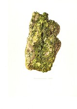 Tafel Nr. 116 Autunit