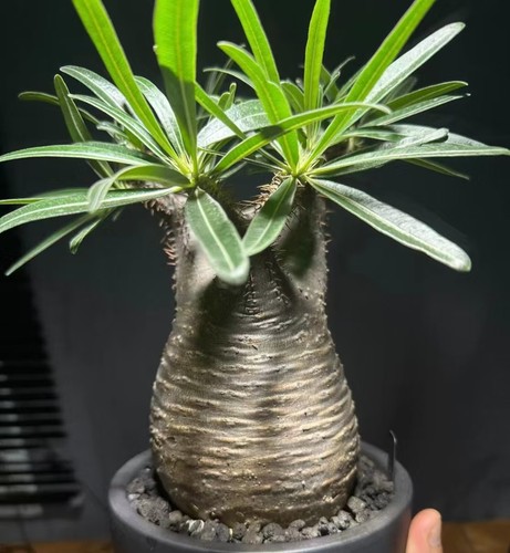 Sale rare cacti plant - cacti,