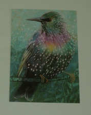 1x Postkarten STAR Loes Botman