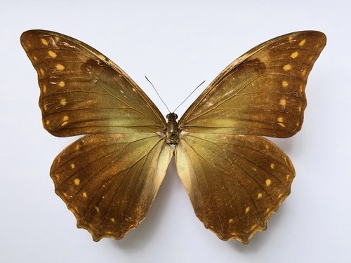 Morpho hercules diadema male - morpho,
