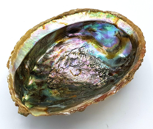 Große natürliche abalone - natürliche,