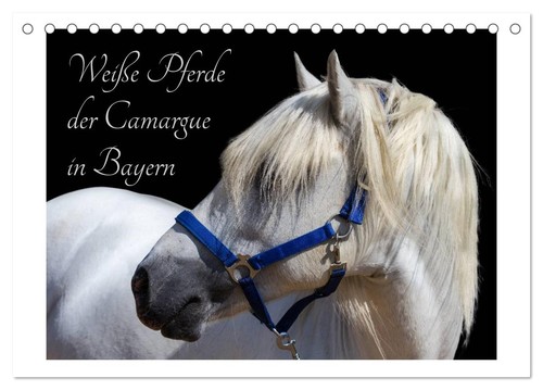 Weiße pferde der camargue - pferde, in