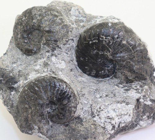 Ammonit columbites - ammonit,,