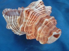 MUSCHELHORN Trapezschnecke