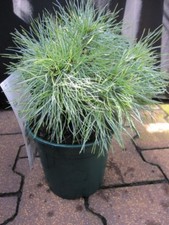 Pinus strobus sea - strobus,