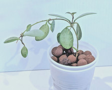 Very Rare Hoya ETS 10 silver