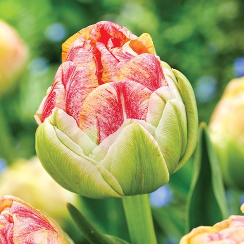 Tulpen blumenzwiebeln zwiebeln - tulpen,