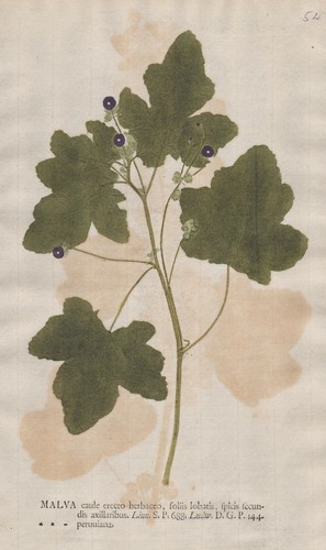 Malve malva peruviana mallow - malve,