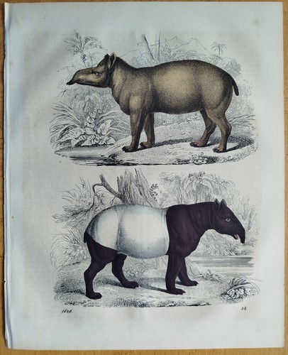 Tapir buch der welt - tapir,