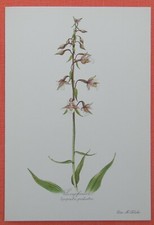 Sumpfwurz Epipactis palustris Orchidee  Farbdruck 1954 Elsa Felsko 