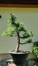 Seltene japanische lärche - seltene,
