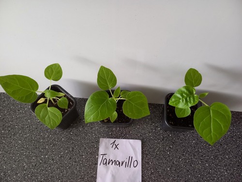 Tamarillo sternfrucht - 2x,