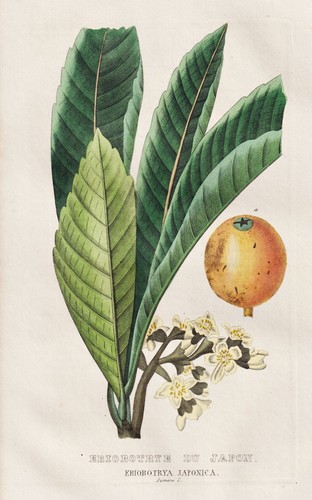 Eriobotrya japonica mispel - eriobotrya,