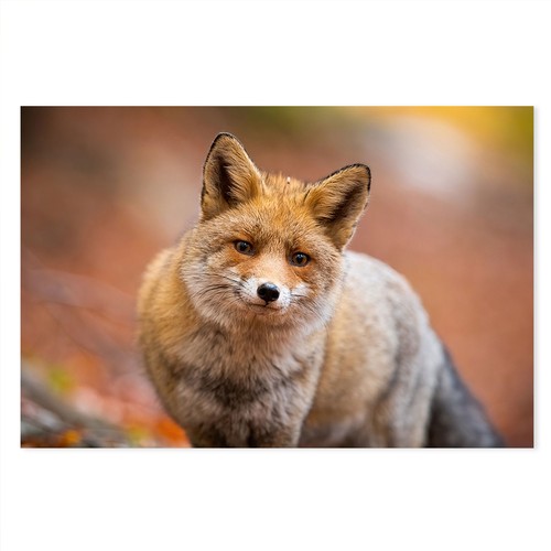Postereck 4093 rotfuchs - 4093,