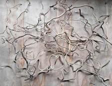 Korkenzieherhasel Natur Hasel