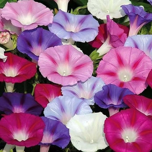 Ipomoea tricolor prachtwinde - ipomoea,