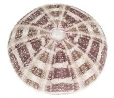 NaDeco Seeigelgehäuse Alfonso