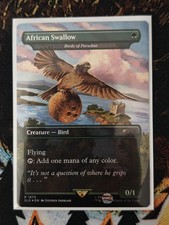 African Swallow | Birds of