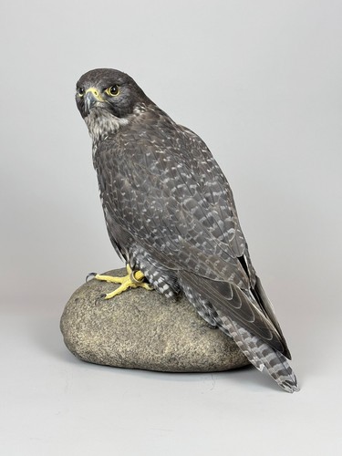 Gerfalke mit cites - gerfalke,