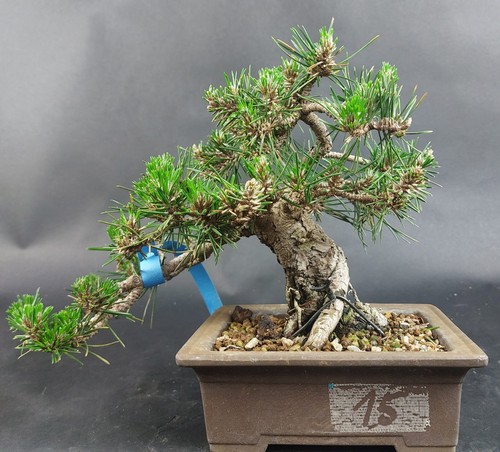 Bonsai schwarzkiefer pinus - bonsai,