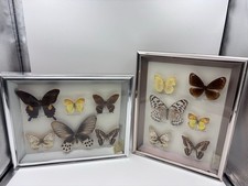 Schöne Schmetterlingssammlung Vitrinen Schmetterling Sammler Präparaten (k395