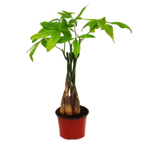 Exotenherz pachira aquatica - pachira,