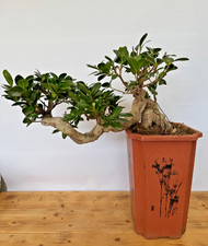 Bonsai ficus microcarpa - microcarpa, nr