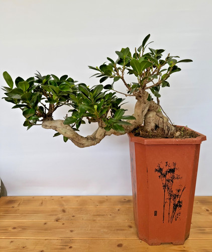 Bonsai ficus microcarpa - microcarpa, nr